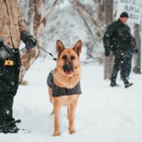 search and rescue Dog